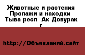 Животные и растения Пропажи и находки. Тыва респ.,Ак-Довурак г.